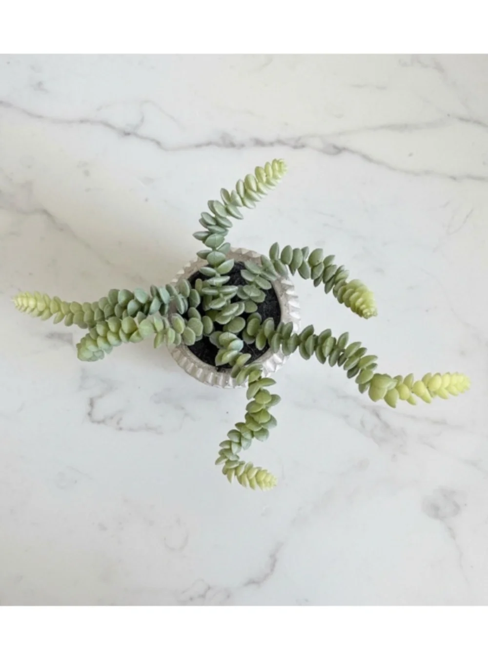 Potted Faux Burro's Tail Succulent
